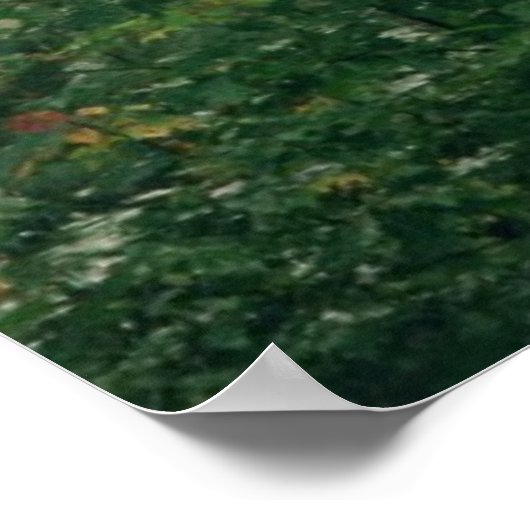 USA, New Hampshire. Birch trees in clearing fog Poster (Hoek)