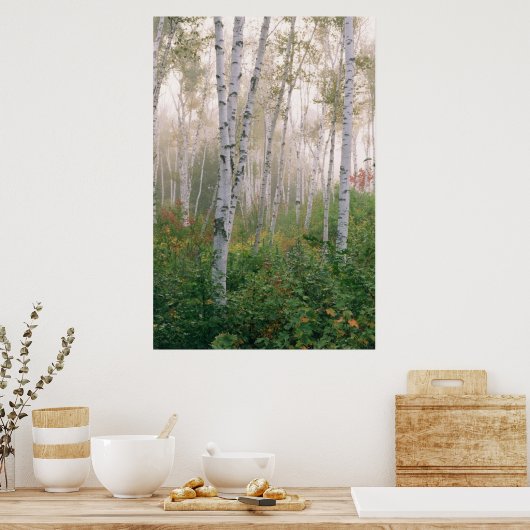 USA, New Hampshire. Birch trees in clearing fog Poster (Keuken)