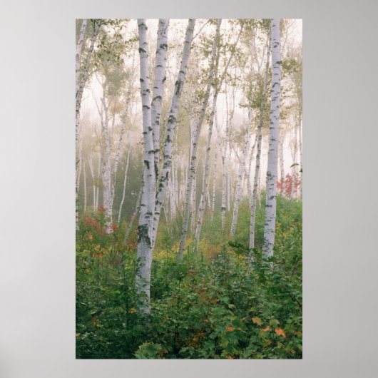 USA, New Hampshire. Birch trees in clearing fog Poster (Voorkant)