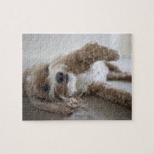 USA, New York, New York City, Brooklyn, Cockapoo Legpuzzel