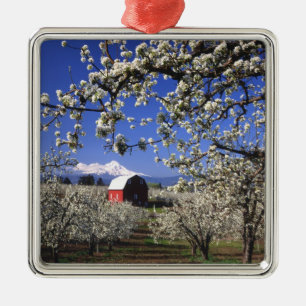 USA, Oregon, Hood River Valley, Par-boomgaard Metalen Ornament