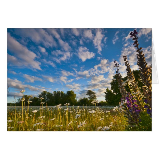 USA, Oregon, Marion County, Meadow avec (Devant horizontal)