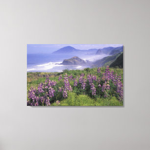 USA, Oregon, Nesika Beach. Lupine & Oregon Canvas Afdruk