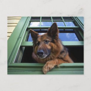 USA, Oregon, Portland. Griff the long-hair Briefkaart