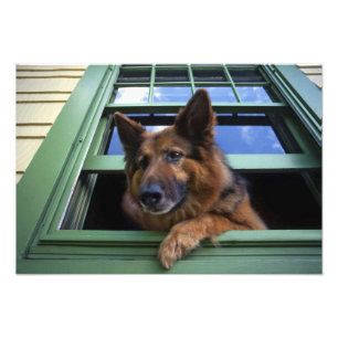 USA, Oregon, Portland. Griff the long-hair Foto Afdruk