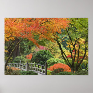 USA, Oregon, Portland. Houten brug en esdoorn Poster