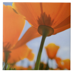 USA, Oregon, Willamette Valley, Close UP 2 Tegeltje