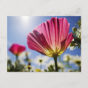 USA, Oregon, Willamette Valley, Close-UP van Briefkaart