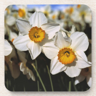 USA, Oregon, Willamette Valley. Daffodils Drankjes Onderzetter