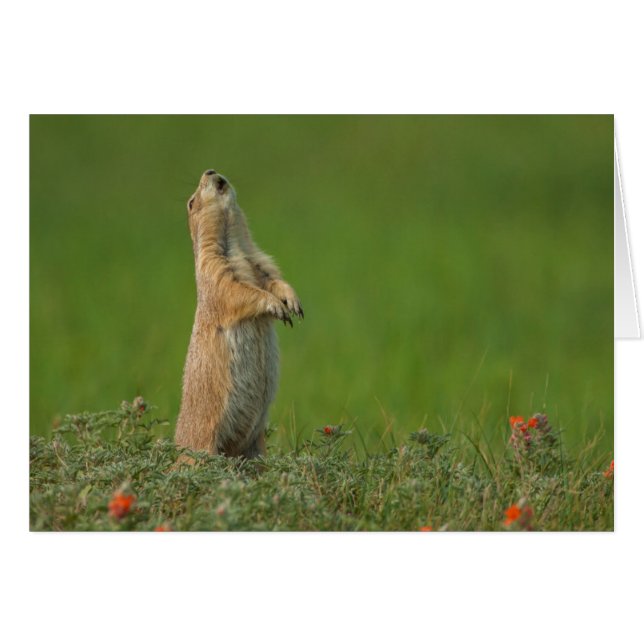 USA, South Dakota, Custer State Park (Voorkant Horizontaal)