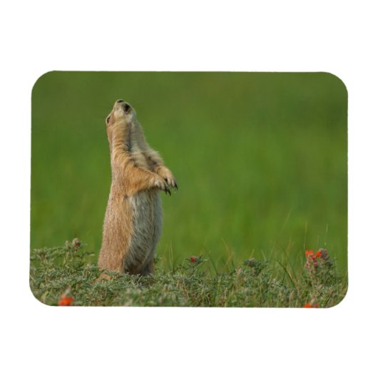 USA, South Dakota, Custer State Park Magneet (Horizontaal)