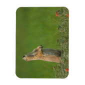 USA, South Dakota, Custer State Park Magneet (Verticaal)