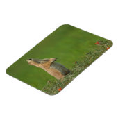 USA, South Dakota, Custer State Park Magneet (Linkerzijde)