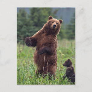 USA, Southeast Alaska, Brown Bear and cub Briefkaart