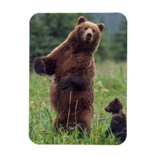 USA, Southeast Alaska, Brown Bear and cub Magneet