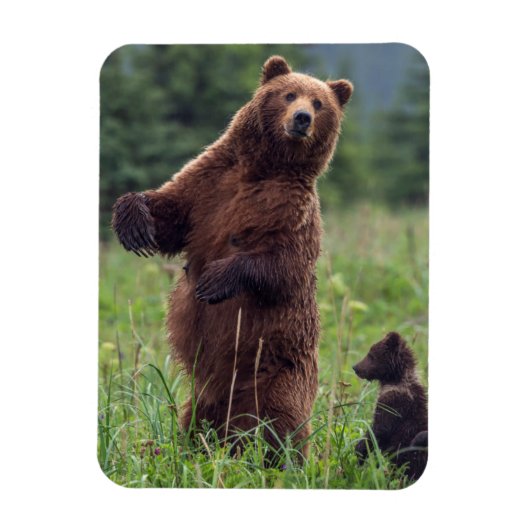 USA, Southeast Alaska, Brown Bear and cub Magneet (Verticaal)