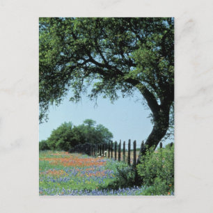 USA, Texas, Texas Hill Country Paintborstel en Briefkaart