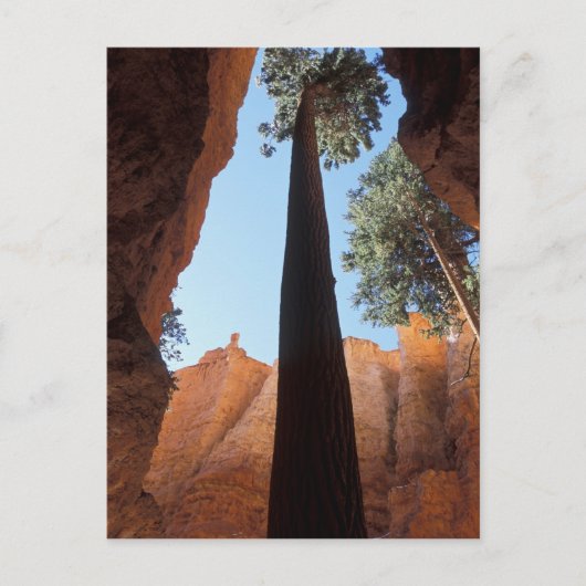 USA, Utah, Bryce Canyon National Park. Tall Briefkaart (Voorkant)