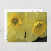 USA, Utah, Cache Valley Daffodils Briefkaart (Voorkant / Achterkant)