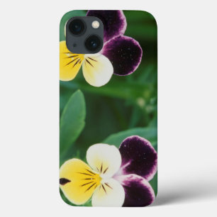 USA, Utah, Cache Valley, Johnny Jump Up iPhone 13 Hoesje
