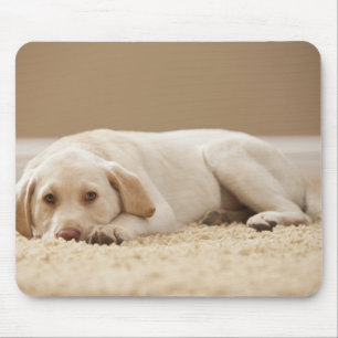 USA, Utah, Lehi, Portret of Yellow Labrador Muismat