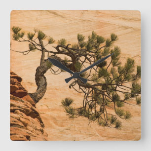 USA, Utah, Zion National Park. Pijnboom Vierkante Klok