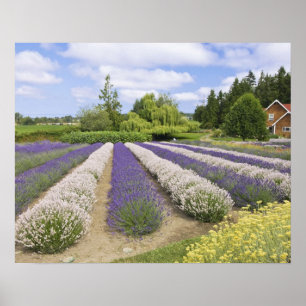 USA, WA, Sequim, Paars Haze Lavender Boerderij Poster