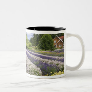 USA, WA, Sequim, Paars Haze Lavender Boerderij Tweekleurige Koffiemok