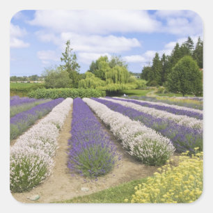 USA, WA, Sequim, Paars Haze Lavender Boerderij Vierkante Sticker