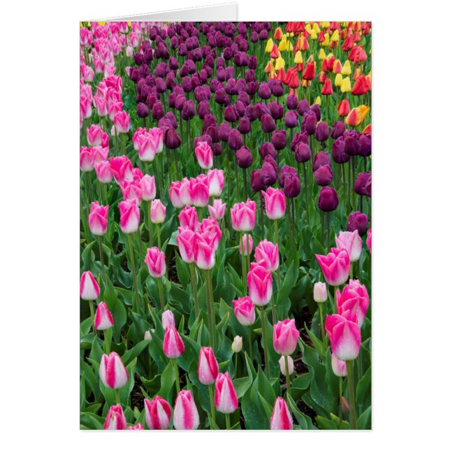 USA, Washington. Blooming tulips (Devant)