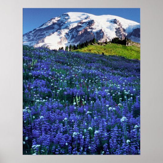 USA, Washington, Mt. Rainier National Park. Mt. Poster (Voorkant)