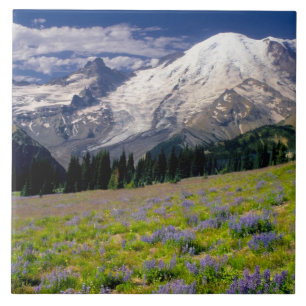 USA, Washington, Mt. Rainier National Park. Tegeltje