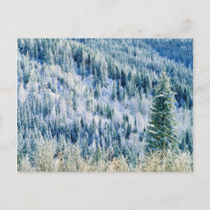USA, Washington, MT. Spokane State Park, Aspen 2 Briefkaart