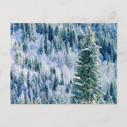 USA, Washington, MT. Spokane State Park, Aspen Briefkaart (Voorkant)