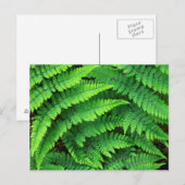 USA, Washington, Olympic National Park, Athyrium Briefkaart (Voorkant / Achterkant)