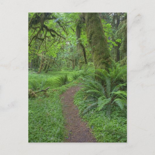 USA, Washington, Olympic National Park Briefkaart (Voorkant)