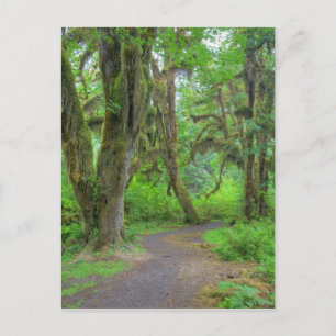 USA, Washington, Olympic National Park, Hoh Briefkaart