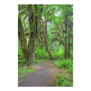 USA, Washington, Olympic National Park, Hoh Foto Afdruk