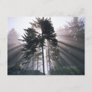 USA, Washington, Olympic National Park, Morning Briefkaart