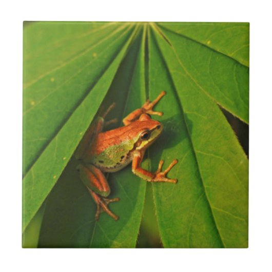 USA, Washington, Seattle, Discovery Park 2 Tegeltje (Voorkant)