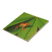 USA, Washington, Seattle, Discovery Park 2 Tegeltje (Zijkant)