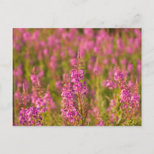 USA, Washington, Seattle, Discovery Park 3 Briefkaart