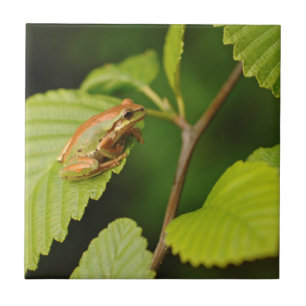 USA, Washington, Seattle, Discovery Park Tegeltje