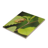 USA, Washington, Seattle, Discovery Park Tegeltje (Zijkant)