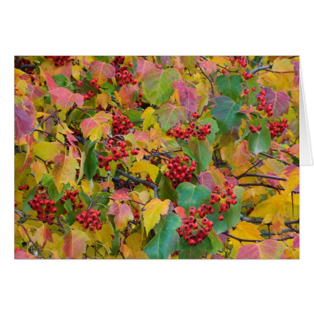 USA, Washington, Spokane County, Hawthorn Leaves 2 (Voorkant Horizontaal)