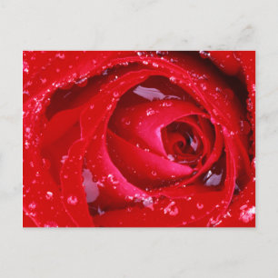 USA, Washington, Spokane County, Manito Park Briefkaart