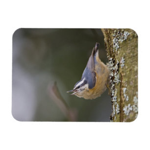 USA, Washington State, Red-brested Nuthatch, Magneet