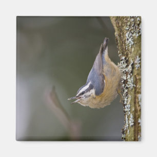 USA, Washington State, Red-brested Nuthatch, Magneet