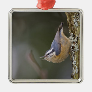USA, Washington State, Red-brested Nuthatch, Metalen Ornament