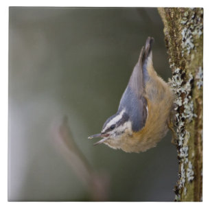 USA, Washington State, Red-brested Nuthatch, Tegeltje